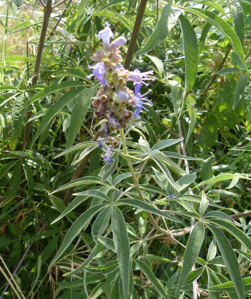 Arbusto (SA) - Vitex agnus-castus